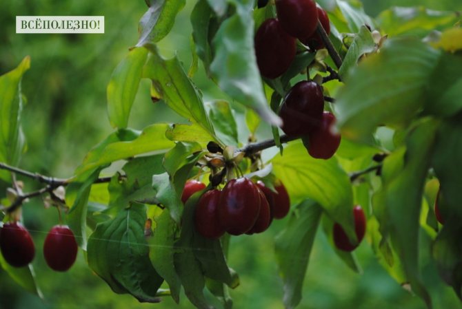 Кизил: описание, сорта, свойства, польза и вред, способы применения, противопоказания и рецепты