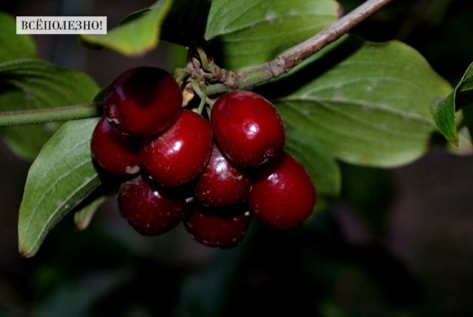 Кизил: описание, сорта, свойства, польза и вред, способы применения, противопоказания и рецепты