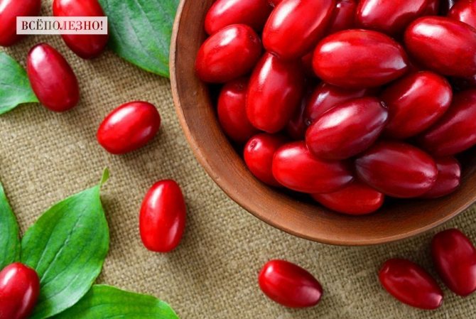 Кизил: описание, сорта, свойства, польза и вред, способы применения, противопоказания и рецепты