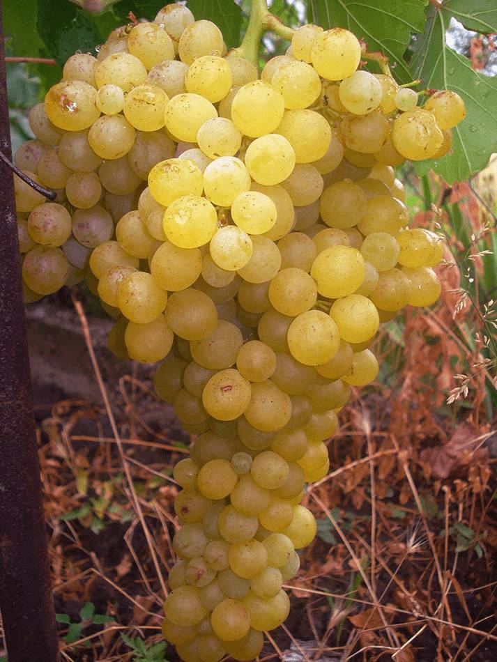 Виноград без косточек: 15 самых лучших сортов кишмиша с фото Виноград без косточек: 15 самых лучших сортов кишмиша с фото