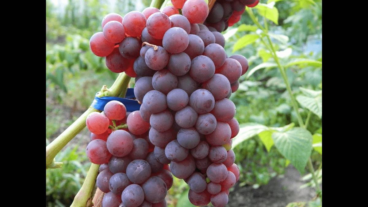 Виноград без косточек: 15 самых лучших сортов кишмиша с фото Виноград без косточек: 15 самых лучших сортов кишмиша с фото