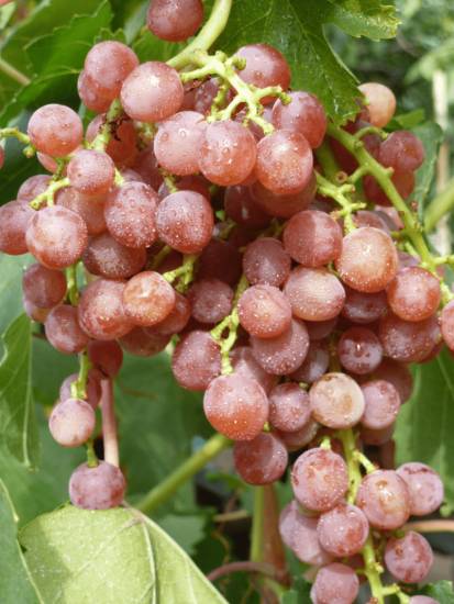 Виноград без косточек: 15 самых лучших сортов кишмиша с фото Виноград без косточек: 15 самых лучших сортов кишмиша с фото