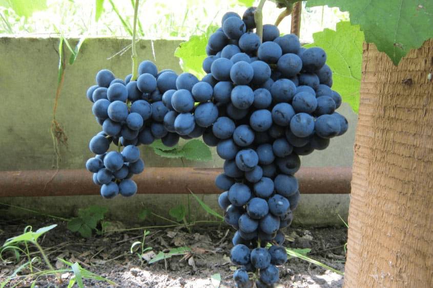 Виноград без косточек: 15 самых лучших сортов кишмиша с фото Виноград без косточек: 15 самых лучших сортов кишмиша с фото