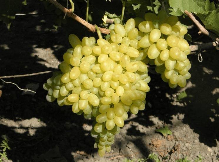 Виноград без косточек: 15 самых лучших сортов кишмиша с фото Виноград без косточек: 15 самых лучших сортов кишмиша с фото