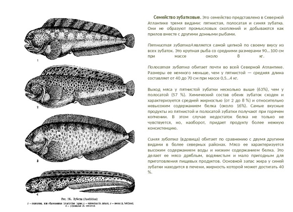 Зубатка: польза и вред рыбы
