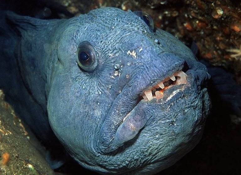 Рыба зубатка Рыба зубатка