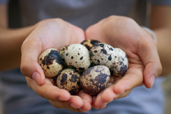 Перепелиные яйца на ладонях