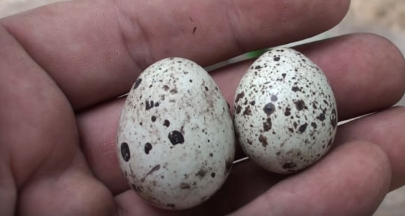 Перепелиные яйца