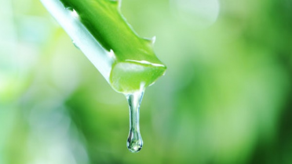 Листок алоэ, с которого капает сок