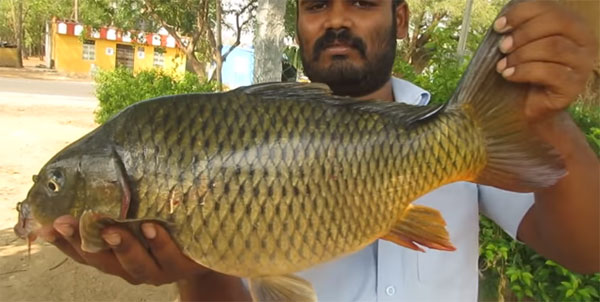 Свежепойманная рыба