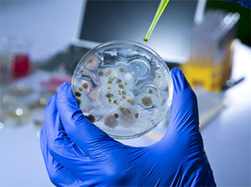 Чашка Петри с ростом микроорганизмов