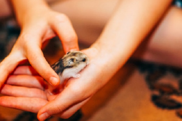 Хомячок сидит на руке ребенка
