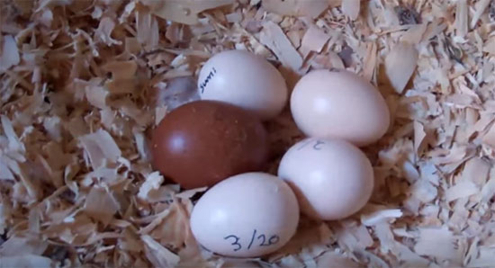 Куриные яйца