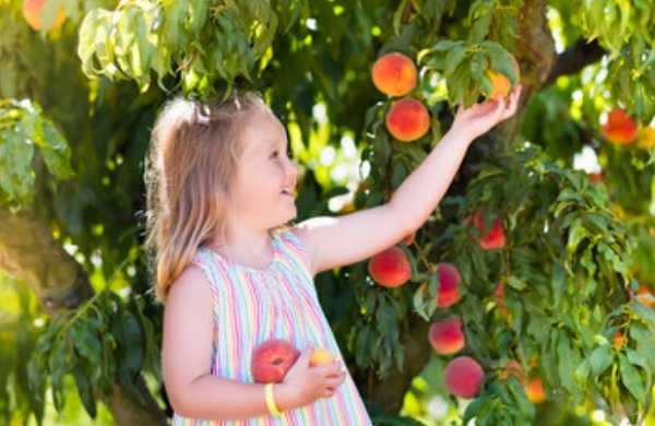 Девочка срывает персики с дерева