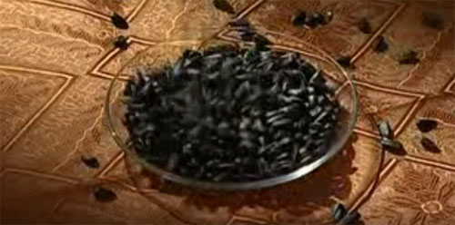 Семечки подсолнуха