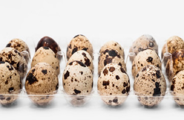 Перепелиные яйца в лотке