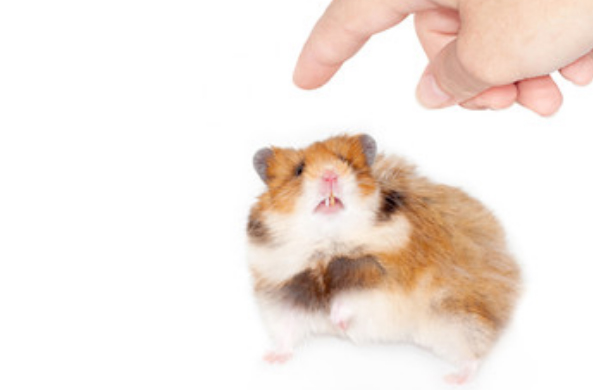 Хомяк смотрит на приближающийся палец