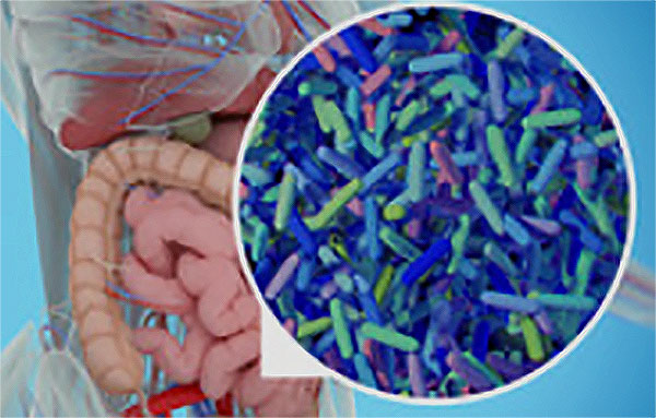Кишечник человека с увеличенным изображением микроорганизмов