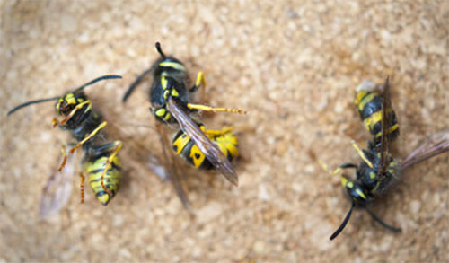 Три мертвых осы