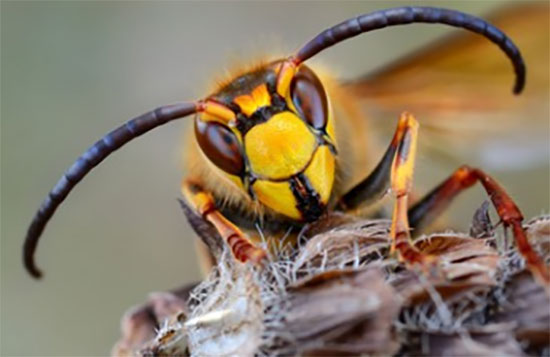 Оса крупным планом