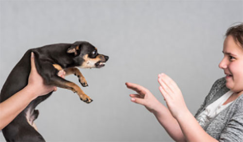 Девочка боится злого пса