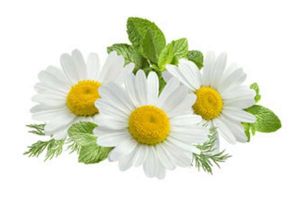 Мята с ромашкой