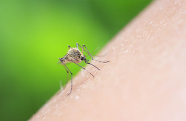 Насекомое на коже человека, собирается ужалить