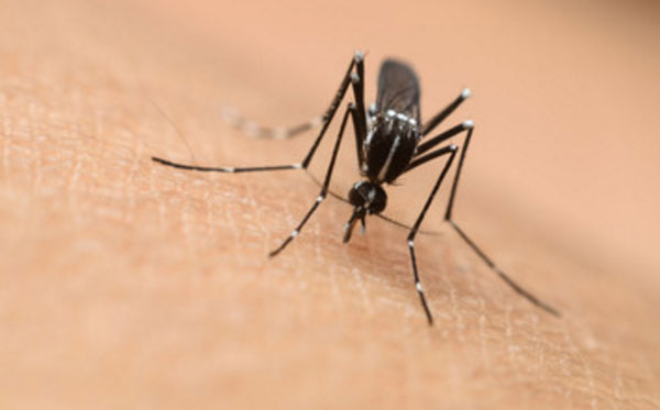 Комар сосет кровь