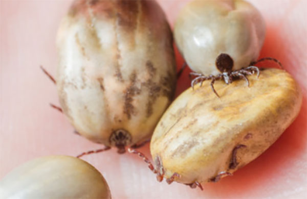 Клещи на коже человека