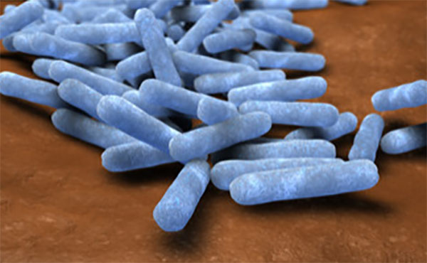 Escherichia coli увеличение