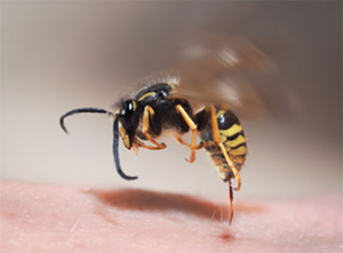 Оса, вставляющая жало в поверхность кожи