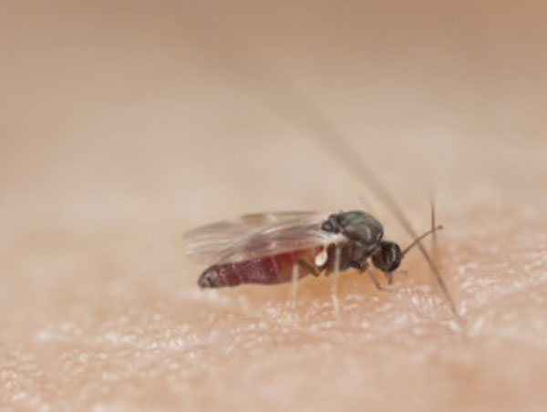 Мошка на коже