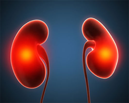 Рисунок почек с точечным воспалением в виде красной подсветки