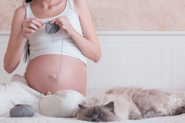 Беременная женщина с большим животом вяжет. Рядом лежит кот