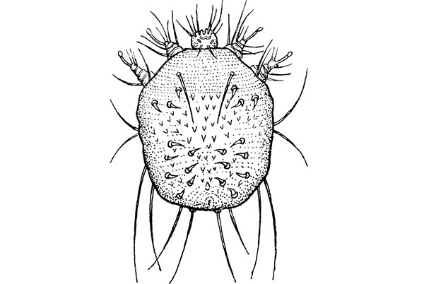 Рисунок чесоточного клеща
