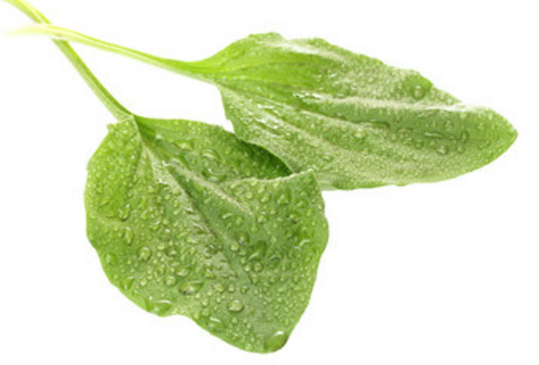 Два листа подорожника