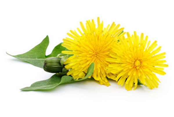 Желтые одуванчики