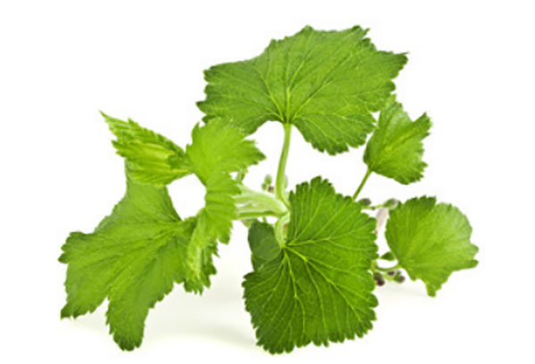 Листочки смородины