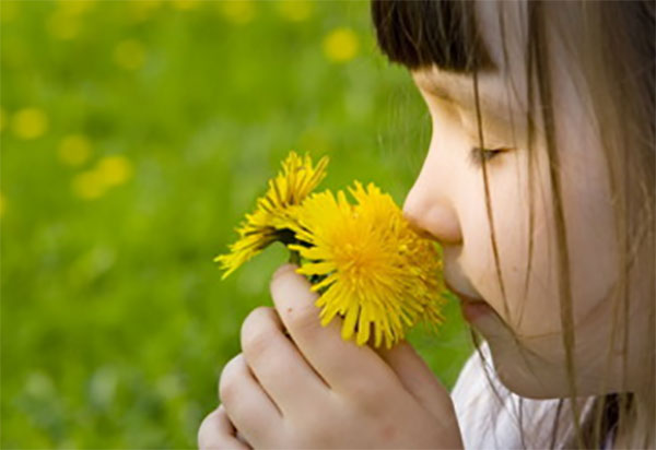 Девочка нюхает одуванчики