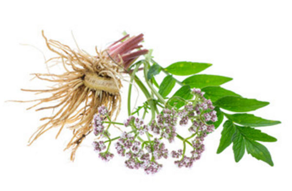 Валериана: корневище, листья и соцветия