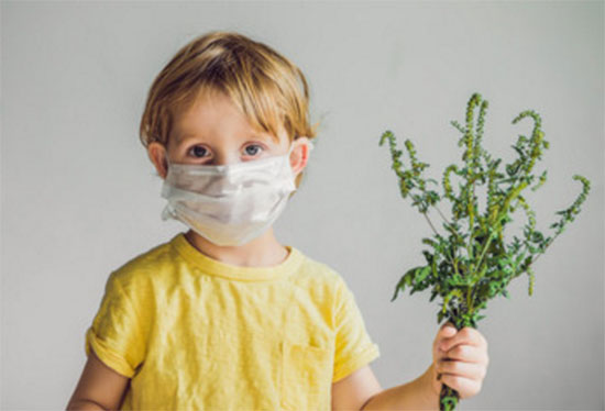 На мальчике одета марлевая повязка, в руках он держит амброзию