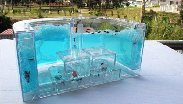 Муравьиная ферма