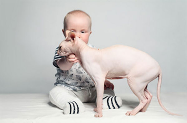 Маленький ребенок трогает кота Сфинкса