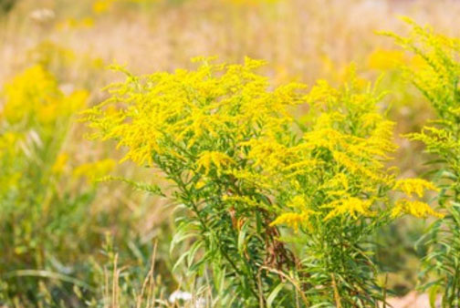 Цветущая амброзия