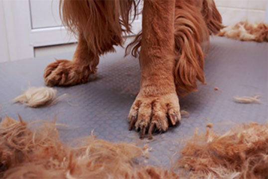 Лапы пса и состриженная шерсть