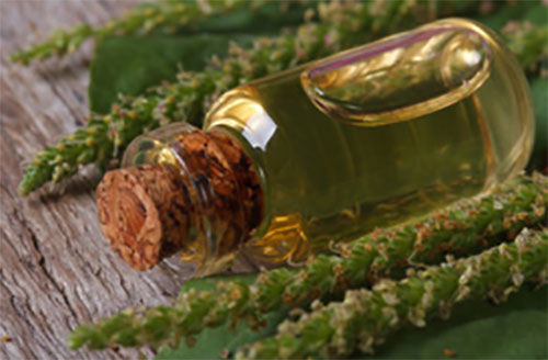 Отвар подорожника