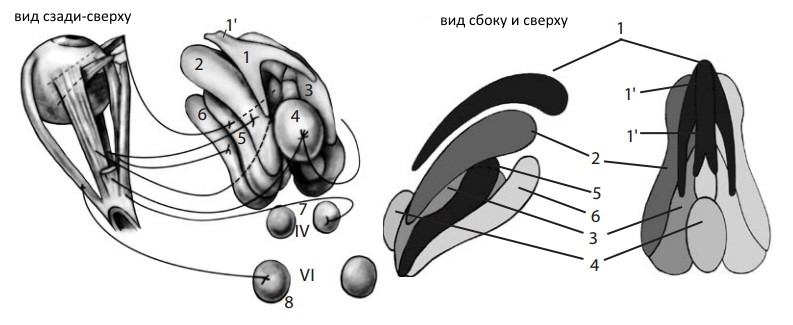 Топографическая анатомия группы ядер глазодвигательного нерва