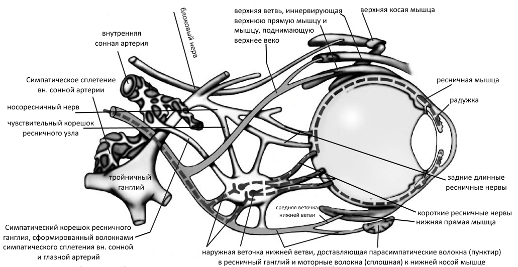 Конечные ветви глазодвигательного нерва (n. III)