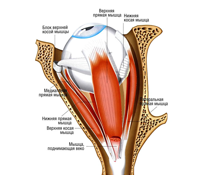 Мышцы глаза