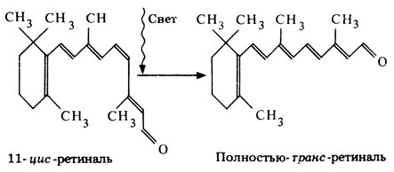 Переход 11-цис-ретиналя в транс-ретиналь